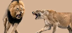iki arslan karşı karşıya