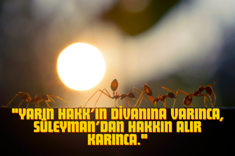 kanuni ve karıncalar hikayesi